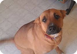 Find basenji puppies for sale and dogs for adoption. Amedelyofpotpourri Basenji Puppies For Sale Houston