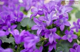All About Campanula Bellflowers History Meaning Facts Care And More Plants Campanula Flowers Campanula