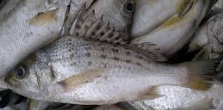 Apis angler 3.614 views2 months ago. Ketahui Perbezaan Antara Tebal Pipi Gerut Gerut Umpan