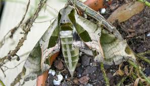 Otherwise, your dog will just digest it like most other packets of protein. Can Dogs Eat Bugs Insects Your Dog Can And Cannot Eat