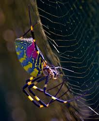 Black And Yellow Centipede North Carolina Wow What Beautiful Color Spider Bugs And Insects Arachnids Spiders