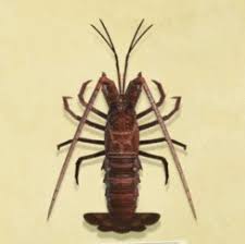 In order to catch deep sea creatures, you need a wet suit. Animal Crossing New Horizons Sea Creatures Complete List And Price Guide Nintendo Life