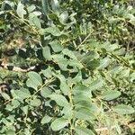 Image result for Afroqueta