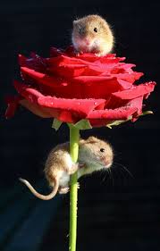 A Rose Is A Rose Is A Habitrail Cute Animals Cute Animal Pictures Animals