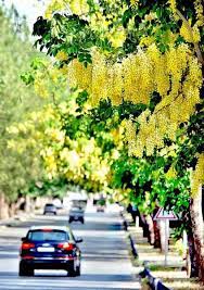 City of flowers in pakistan. Islamabad An Attractive View Of Flowers Flourishing On Tree In Federal Capital City