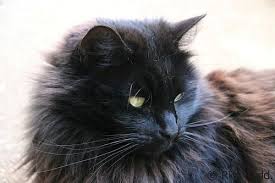 Russian Blue Cats Long Hair George George A Rufty Tufty Long Haired Beaut Rick Flickr George A Rufty Tufty With Images Russian Blue Cat Russian Blue Blue Cats