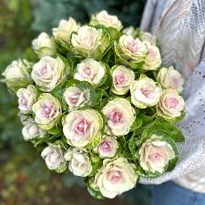 Image result for Brassica