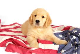 Maybe you would like to learn more about one of these? The Changing Face Of America S Dog And What It Says About Us Salon Com