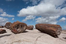 These ancient trees grew more than 200 million years ago along the current 346 square miles of petrified forest open a window on an environment more than 200 million years old, one radically different from today's. Petrified Forest National Park And The Painted Desert Arizona The Daily Adventures Of Me