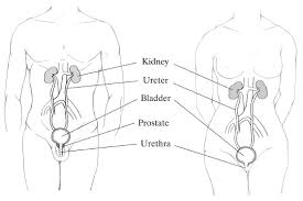 Drawing anatomy for beginners, learning the ins and outs. What Is The Urethra