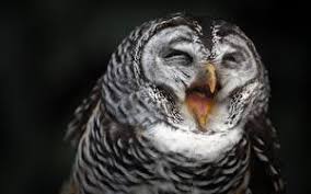 Gambar terjual jual burung hantu barn owl tyto alba strix bubo ini dipetik dari website berikut : Wallpaper Dengan Burung Hantu 314167 Info