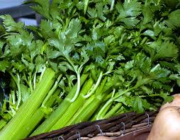Watering celery once a week typically doesn't work unless you get significant condensation every night (or. How To Grow Celery Growing Celery In Containers Celery Care