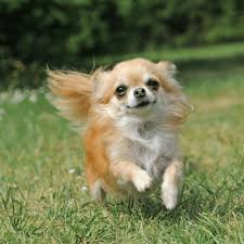 Rare chihuahua breeds such as merle and blue chihuahuas have each been sold for up to $10,000. How Much Does A Chihuahua Cost Spiritdog Training
