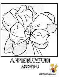 More images for arkansas state flower coloring page » Arkansas State Flower Coloring Page Apple Blossom Flower Coloring Sheets Flower Coloring Pages Coloring Pages