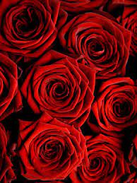 Red roses wallpaper 2021 pics. Awesome Red Rose Wallpaper Iphone 2021 3d Iphone Wallpaper
