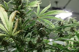 Growing your weed under natural sunlight works well providing you have a light room that also has good ventilation. A Beginners Guide On How To Grow Weed Indoors Weedmaps