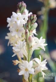 Image result for Polianthes