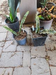 Image result for Pyrenacantha kirkii