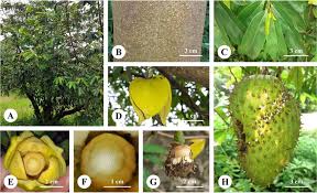 Image result for Annona muricata