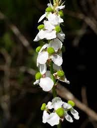 Image result for Limnophyton angolense