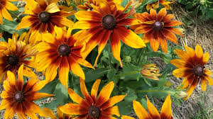 'herbstsonne' is synonymous with 'autumn sun'. Rudbeckia Cappuccino Flowers Plants Cappuccino