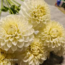 Image result for Dahlia `Snowflake`