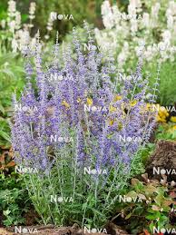 Image result for Perovskia atriplicifolia lacey blue lisslitt photo