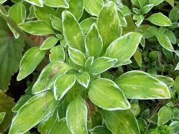 Image result for Alstroemeria pulchella