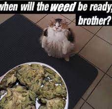 Tfw You Re Waiting For Your Dealer With The Best Stuff Waiting For You Good Things Best