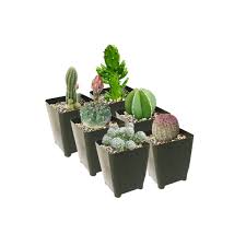 The variation in spines are a novel selling feature and often, these plants fit the stereotypical. Cutest Little Mini Cactus Pack Live Cactus Assorted Pack Cactus Gift Decoration Succulents Box