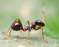 Image result for Heinsenia