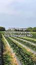 POV: You go strawberry picking near Springfield, Missouri ...