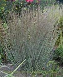 Image result for Schizachyrium brevifolium