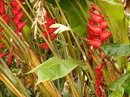 Heliconia Poinsettia Flower Heliconia Flowers
