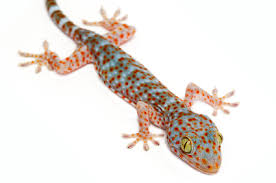 Tokay Gecko Care Sheet Gecko Care