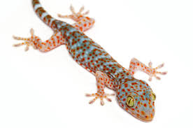 Tokay Gecko Care Sheet Gecko Care