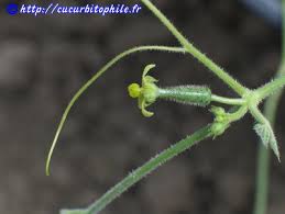 Image result for Kedrostis leloja