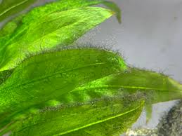 Just swimming in water infected with black algae can be enough to cause illness. Green Hair Algae Aquarium Kumpulan Soal Pelajaran 7