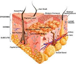 Pin By Ohad Reshef On Tactonic Tactics Human Integumentary