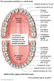 Pin By Rufo On Teeth Anatomy Human Teeth Teeth 1 Molar