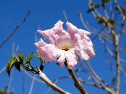 Image result for Handroanthus sp. near impetiginosus