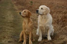Golden Cocker Retriever Is The Forever Puppy Actually Real K9 Web