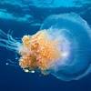 Quick facts about these voracious carnivores! 1