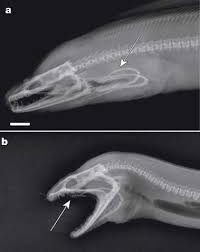 Radiograph Of A Moray Eel Instead Of Just Swallowing Like A Normal Creature They Propel A Second Jaw Forward To Gr Animal Skeletons Moray Eel Animal Drawings