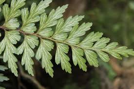 Image result for Aspleniaceae