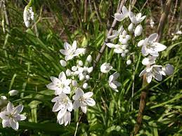 Narcisi giallissimi o bianchi, scegliete diverse sfumature per dare vivacità al vostro mazzo.potete. Fiori Bianchi Spontanei Primaverili