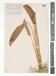 Image result for Halopegia