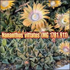 Image result for Nananthus vittatus