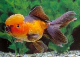 Pin By David Beard On Fish Goldfish Oranda Goldfish Aquarium Fish