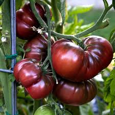 Shop a huge online selection at ebay.com. Growing Heirloom Tomato Plant How To Grow Heirloom Tomatoes